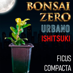 Ishitsuki Bonsai Zero...