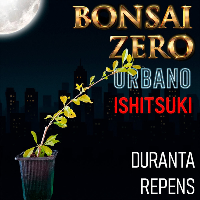 Ishitsuki Bonsai Zero URBANO Duranta Repens