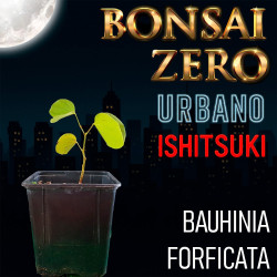 Ishitsuki Bonsai Zero...