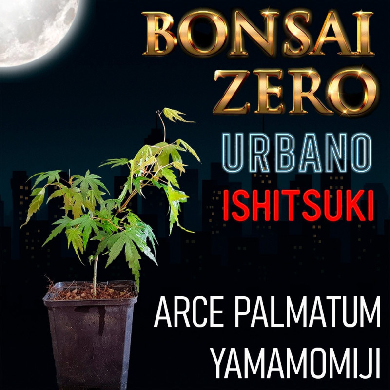 Ishitsuki Bonsai Zero URBANO Arce Palmatum "Yamamomiji"