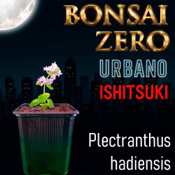 Ishitsuki Bonsai Zero...