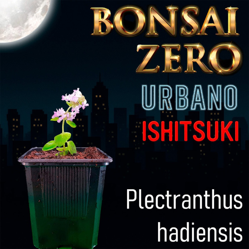 Ishitsuki Bonsai Zero URBANO Plectranthus hadiensis
