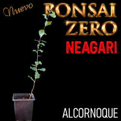 Neagari Bonsai Zero Alcornoque