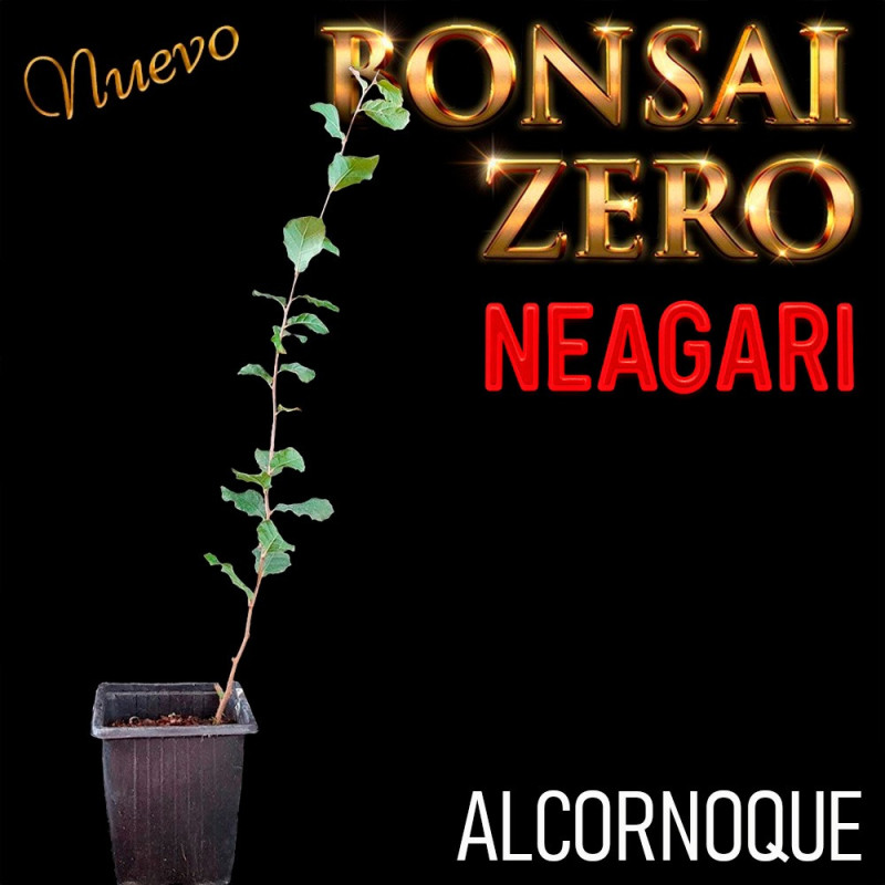 Neagari Bonsai Zero Alcornoque