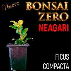 Neagari Bonsai Zero Ficus...
