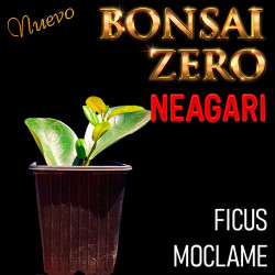 Neagari Bonsai Zero Ficus...