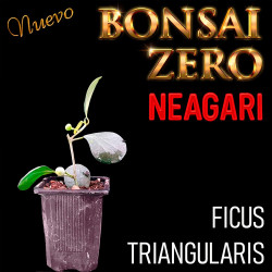 Neagari Bonsai Zero Ficus...