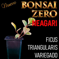 Neagari Bonsai Zero Ficus...