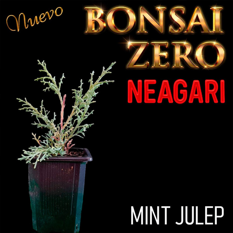 Neagari Bonsai Zero Juniperus Mint Julep