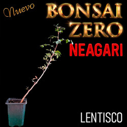 Neagari Bonsai Zero Lentisco