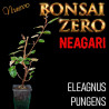 Neagari Bonsai Zero Eleagnus Pungens (variedad japonesa)