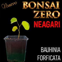 Neagari Bonsai Zero...