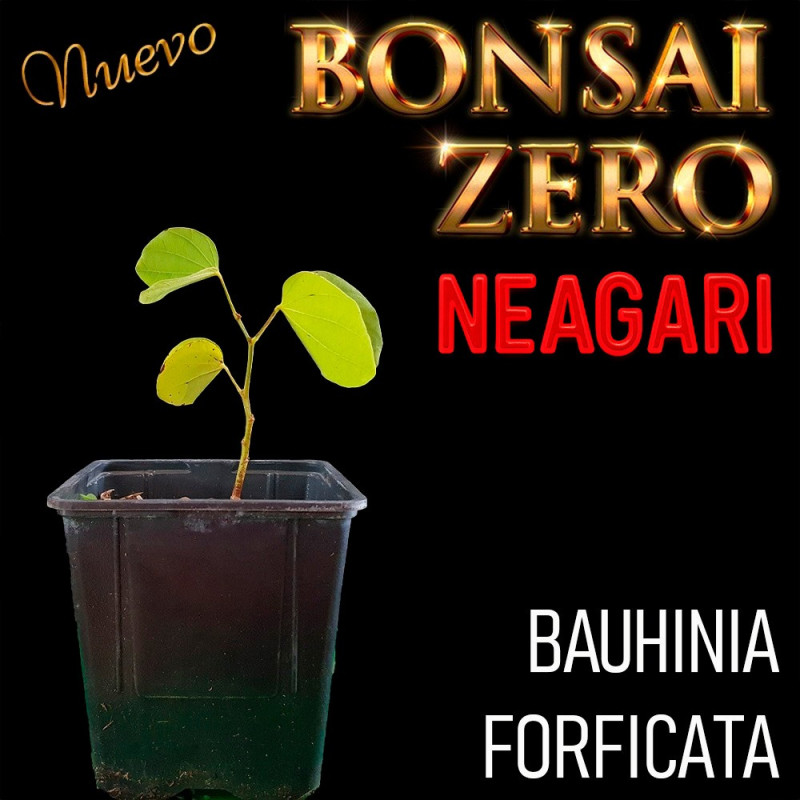 Neagari Bonsai Zero Bauhinia forficata