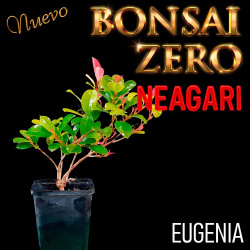 Neagari Bonsai Zero Eugenia