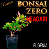 Neagari Bonsai Zero Eugenia