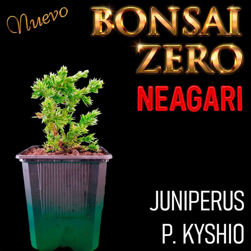 Neagari Bonsai Zero Juniperus P. Kyshio