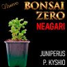 Neagari Bonsai Zero Juniperus P. Kyshio
