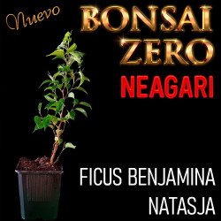 Neagari Bonsai Zero Ficus...