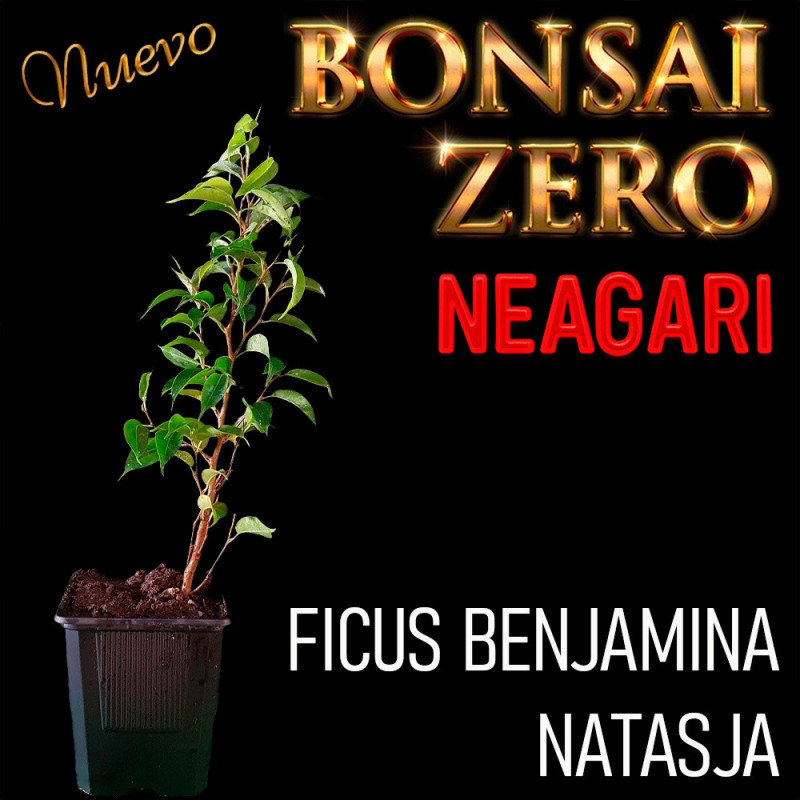 Neagari Bonsai Zero Ficus Benjamina Natasja