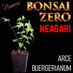 Neagari Bonsai Zero Arce...