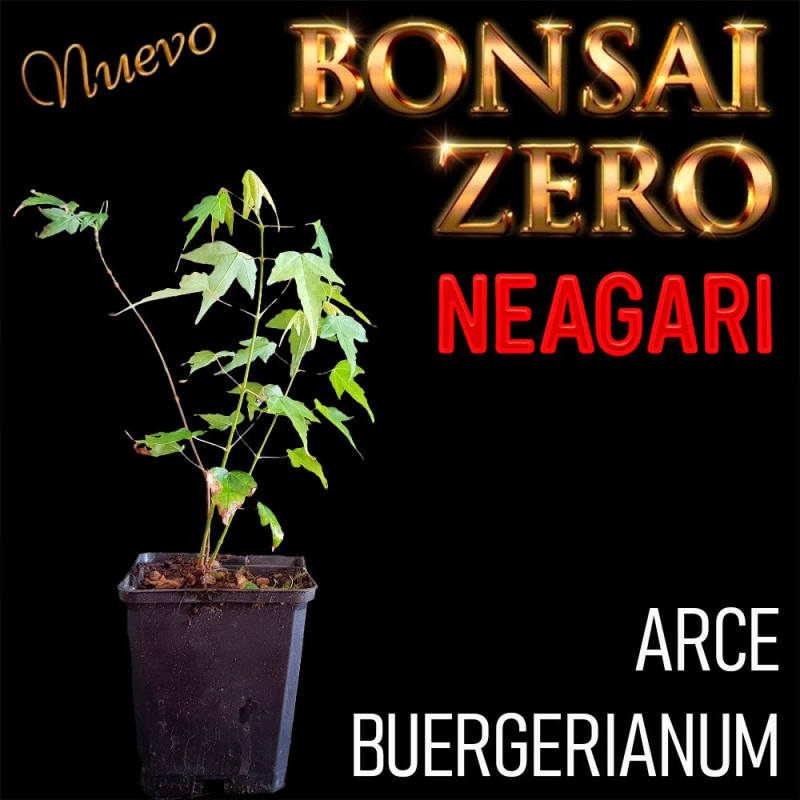 Neagari Bonsai Zero Arce Buergerianum