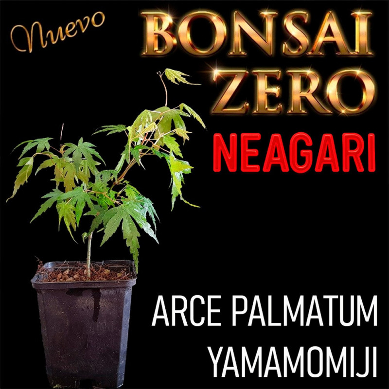 Neagari Bonsai Zero Arce Palmatum "Yamamomiji"