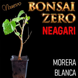 Neagari Bonsai Zero Morus Alba