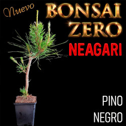 Neagari Bonsai Zero Pinus...