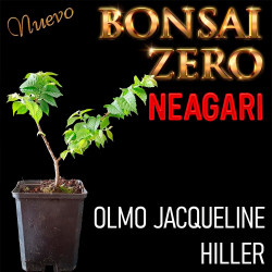 Neagari Bonsai Zero Olmo...