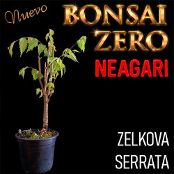 Neagari Bonsai Zero Zelkova...