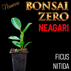 Neagari Bonsai Zero Ficus...