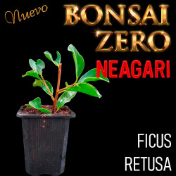Neagari Bonsai Zero Ficus...