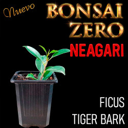 Neagari Bonsai Zero Ficus...
