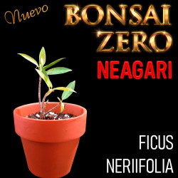 Neagari Bonsai Zero Ficus...