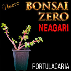 Neagari Bonsai Zero...