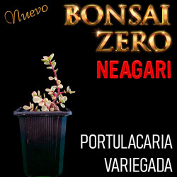 Neagari Bonsai Zero...