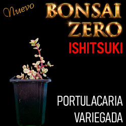 Ishitsuki Bonsai Zero...