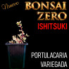 Ishitsuki Bonsai Zero Portulacaria Variegada