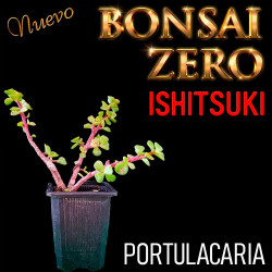 Ishitsuki Bonsai Zero...