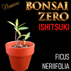 Ishitsuki Bonsai Zero Ficus...