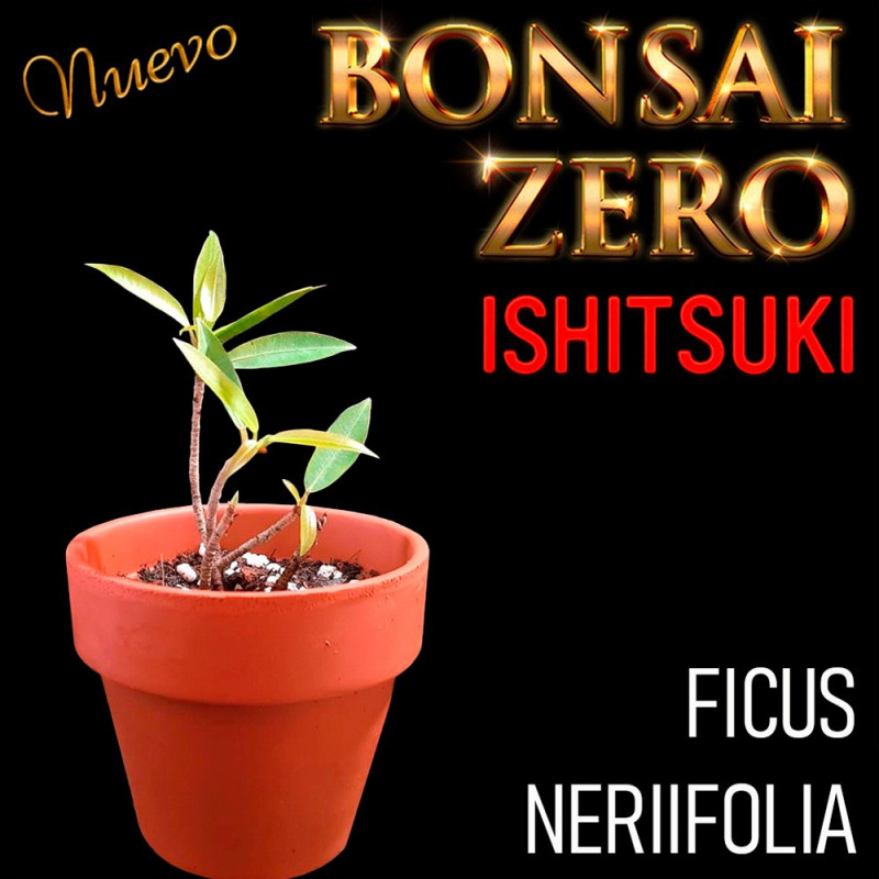 Ishitsuki Bonsai Zero Ficus Neriifolia