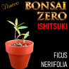 Ishitsuki Bonsai Zero Ficus Neriifolia