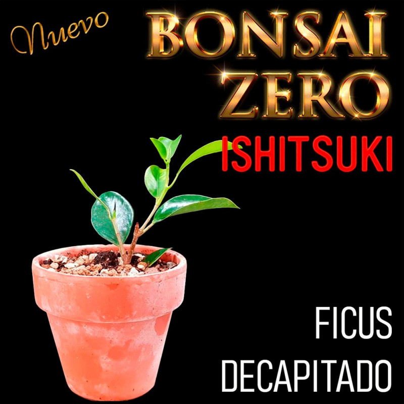 Ishitsuki Bonsai Zero Ficus Decapitado (con certificado)