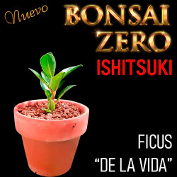 Ishitsuki Bonsai Zero Ficus...