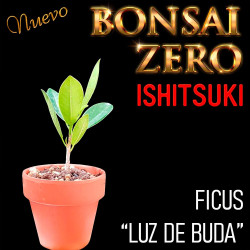 Ishitsuki Bonsai Zero Ficus...