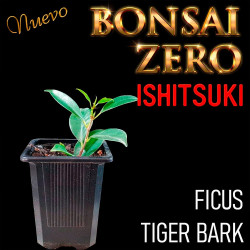 Ishitsuki Bonsai Zero Ficus...