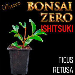 Ishitsuki Bonsai Zero Ficus...