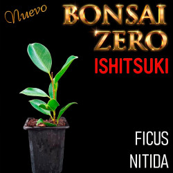 Ishitsuki Bonsai Zero Ficus...