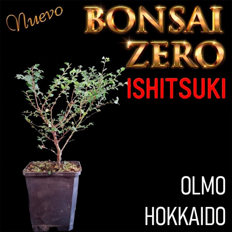 Ishitsuki Bonsai Zero Olmo Hokkaido "seiju"