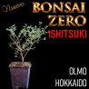 Ishitsuki Bonsai Zero Olmo Hokkaido "seiju"